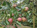 Malus domestica 'Jan Steen' - Appel