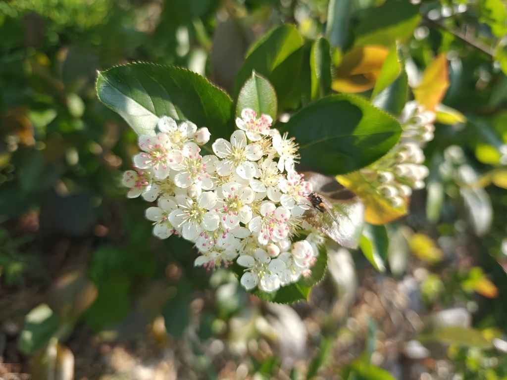 Aronia melanocarpa 'Galicjanka' - Appelbes