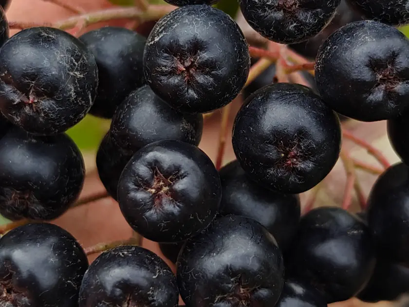 Appelbes_Aronia melanocarpa 'Viking' (3).webp