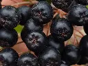 Appelbes_Aronia melanocarpa 'Viking' (3).webp
