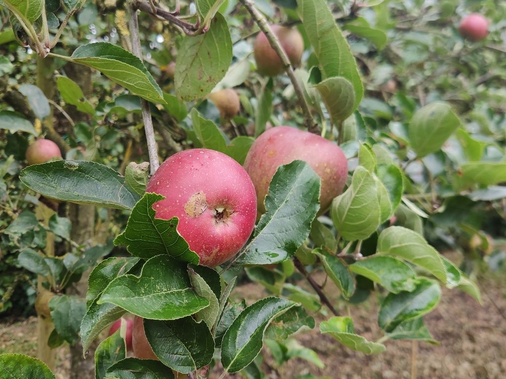 Malus domestica 'Jan Steen' - Appel