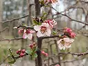 Chinese kwee_Chaenomeles cathayensis (11).webp