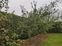 Malus domestica 'Jan Steen' - Appel