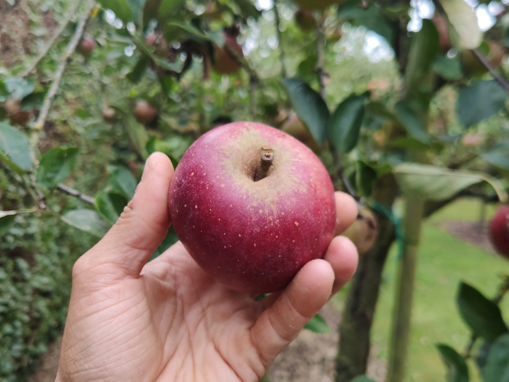 Malus domestica 'Jan Steen' - Appel