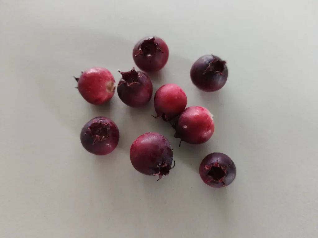 Krentenboompje_Amelanchier alnifolia 'Thiessen' (6).webp