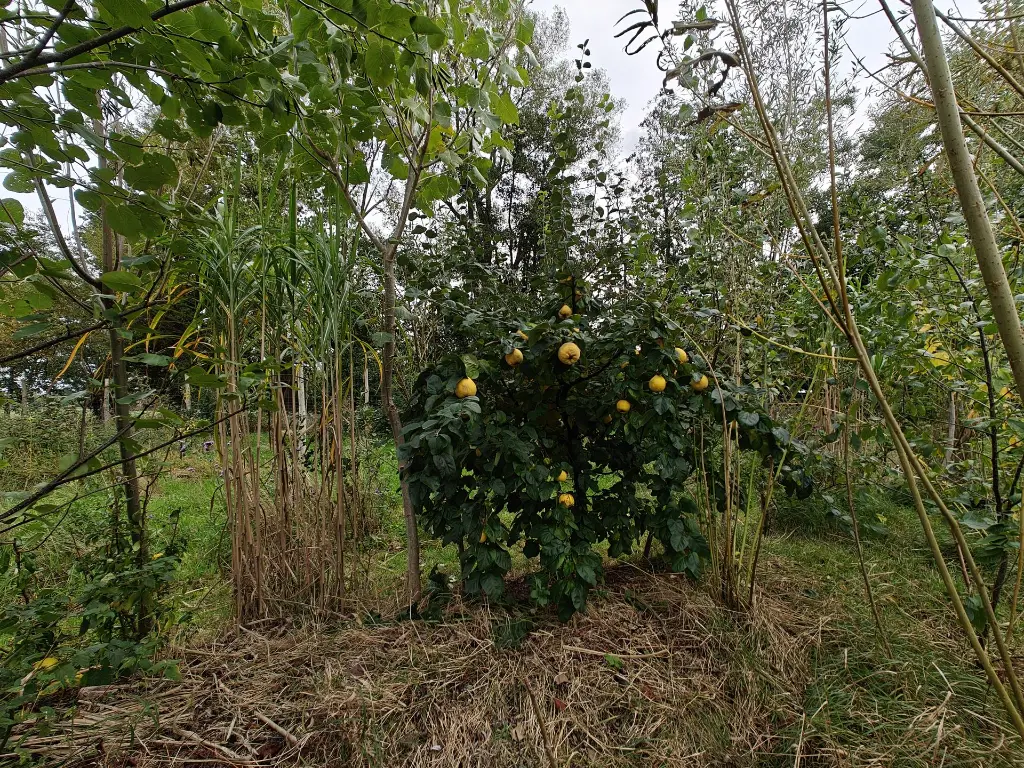 Kweepeer_Cydonia oblonga 'Ludovic'_Zeer geurend (8).webp