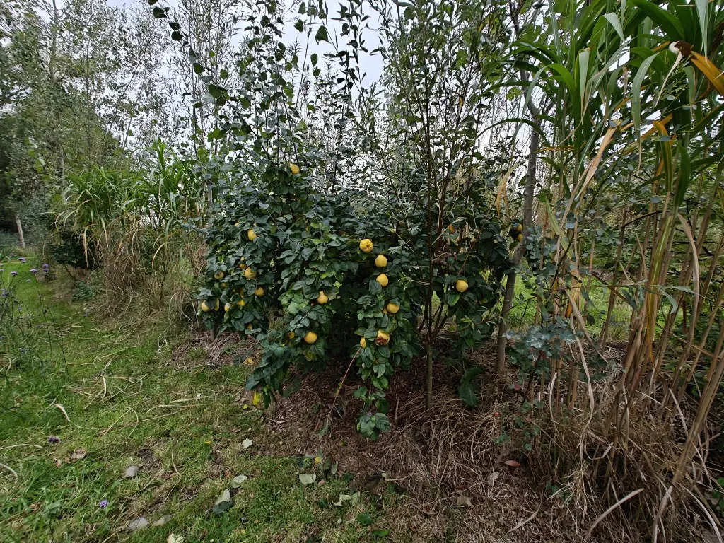 Kweepeer_Cydonia oblonga 'Ludovic'_Zeer geurend (5).webp