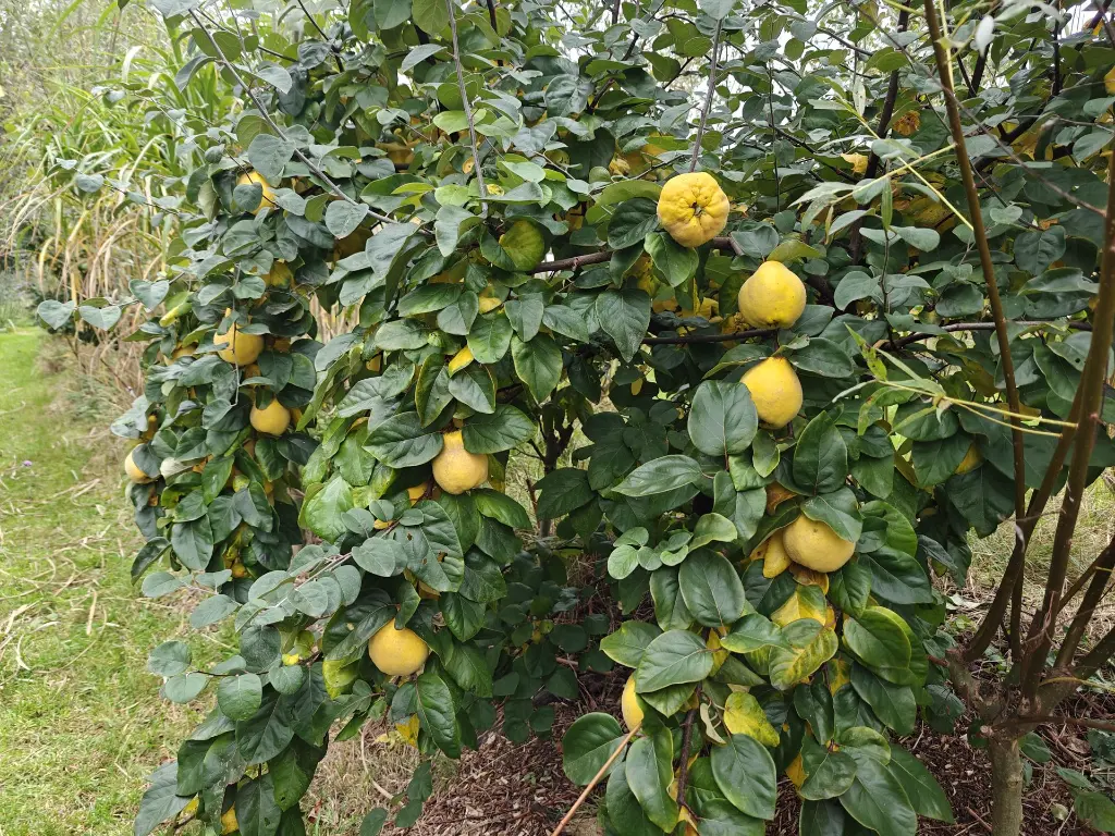 Kweepeer_Cydonia oblonga 'Ludovic'_Zeer geurend (3).webp