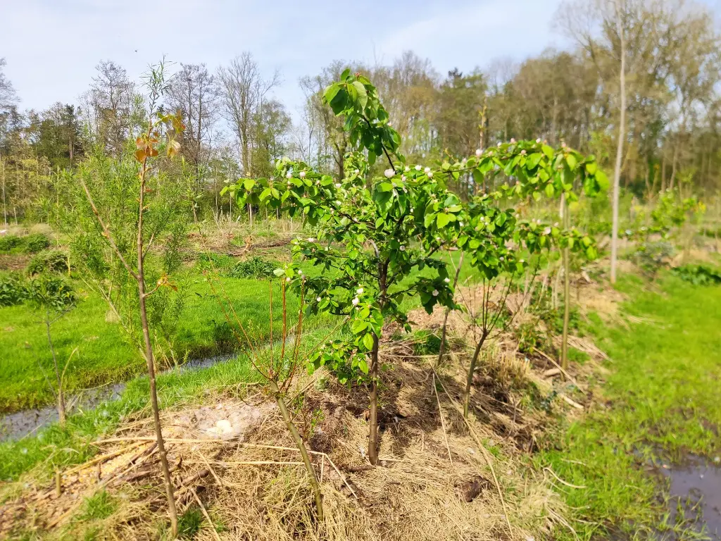 Kwee_Cydonia oblonga 'Ludovic' (3).webp