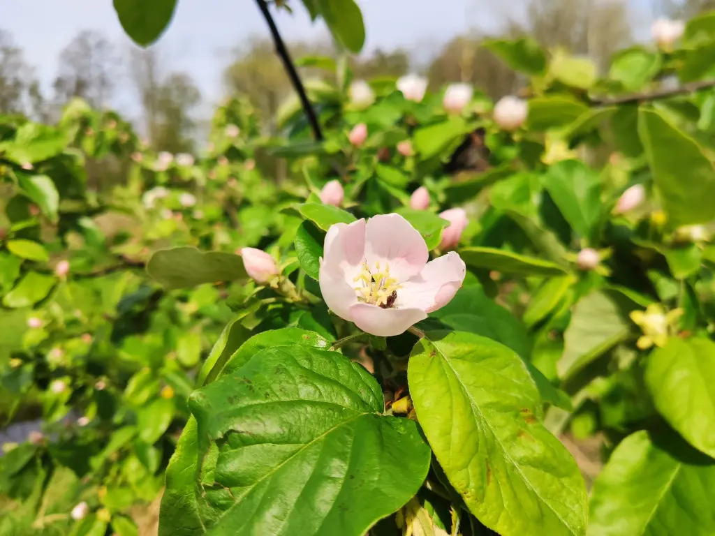 Kwee_Cydonia oblonga 'Ludovic' (4).webp