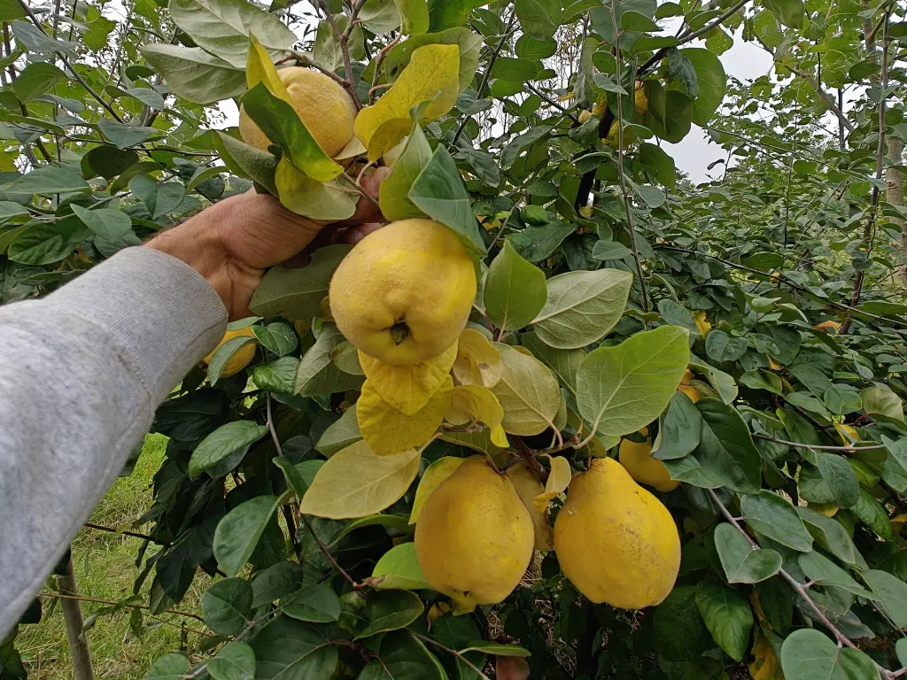 Kweepeer_Cydonia oblonga 'Ludovic'_Zeer geurend (10) crop.webp