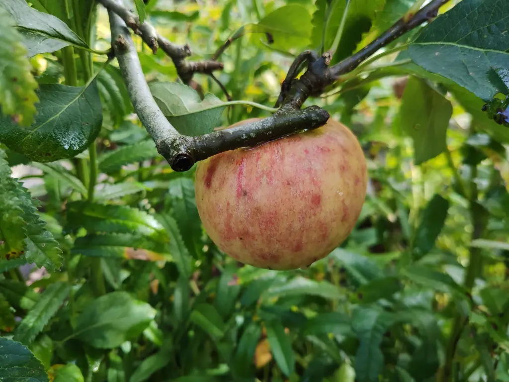 Appel_Malus domestica_James Grieve_0000_Appel_Malus domestica_James Grieve (3).webp