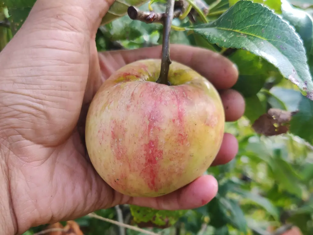 Appel_Malus domestica_James Grieve_0002_Generatief vullen 4.webp