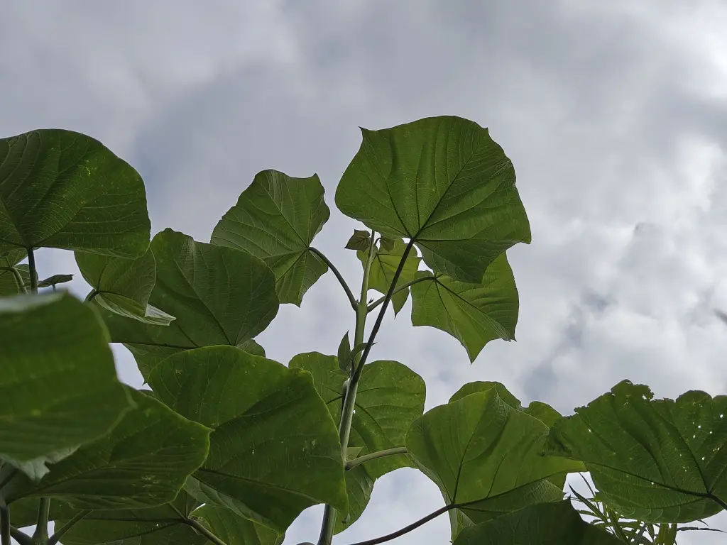 Paulownia elongata x fortunei_crop3.webp