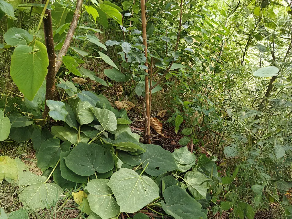 Paulownia elongata x fortunei_crop1.webp
