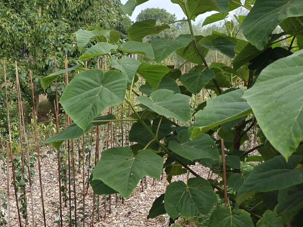 Paulownia elongata x fortunei_crop4.webp