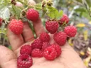 Rode herfstframboos_Rubus idaeus 'Ottawa' (2).webp