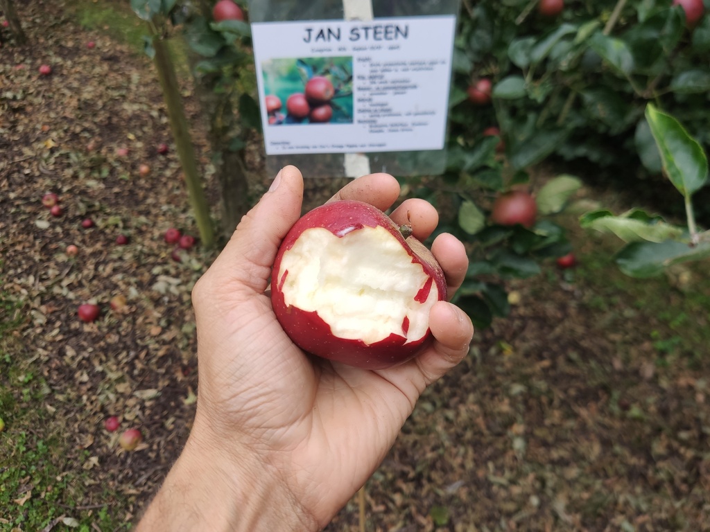 Malus domestica 'Jan Steen' - Appel