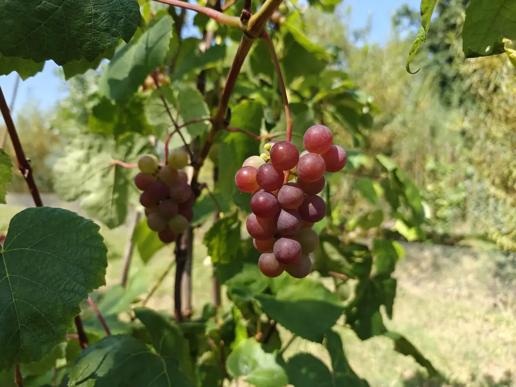 Druif_Vitis x labruscana 'Reliance' (1).webp