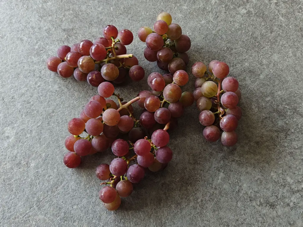 Druif_Vitis x labruscana 'Reliance'.webp