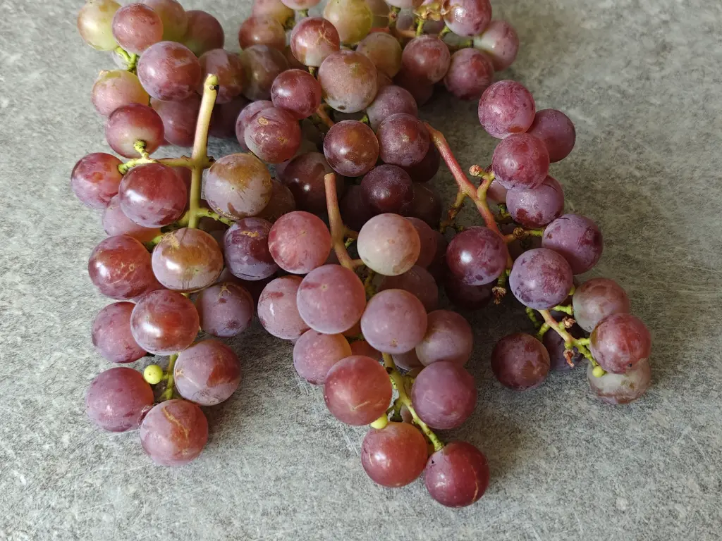 Druif_Vitis x labruscana 'Reliance' (5).webp