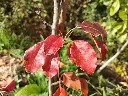 Nashi_Pyrus pyrifolia 'Kumoi' (18).webp