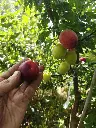 Pruim_Prunus cerasifera x salicina 'Kometa' (2).webp