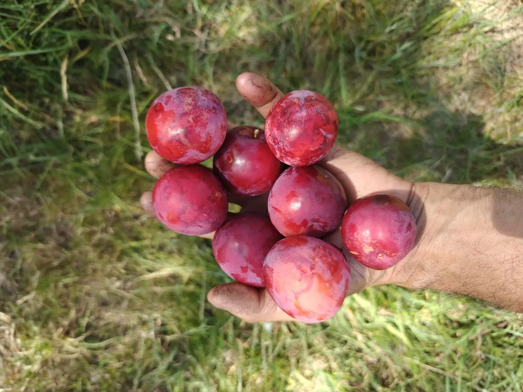 Pruim_Prunus cerasifera x salicina 'Kometa' (3).webp