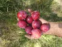 Pruim_Prunus cerasifera x salicina 'Kometa' (3).webp