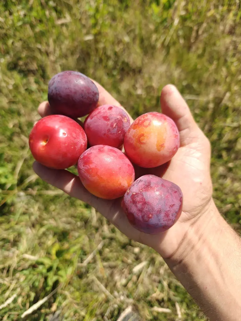 Pruim_Prunus cerasifera x salicina 'Kometa' (4).webp