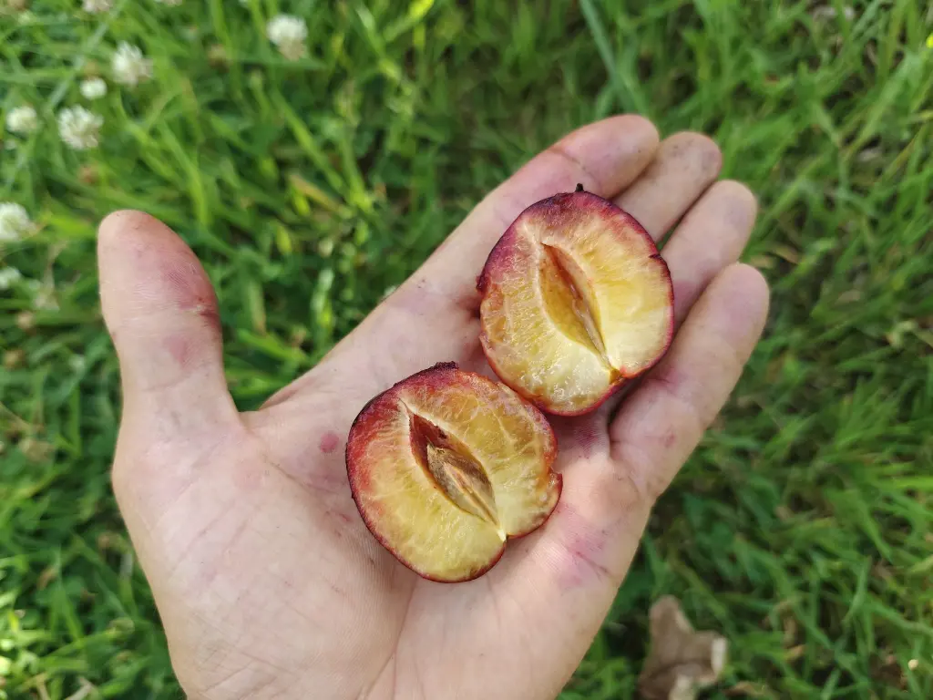 Pruim_Prunus cerasifera x salicina 'Kometa' (6).webp