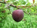 Pruim_Prunus domestica 'Reine-Claude Sanguine de Wismes'.jpg