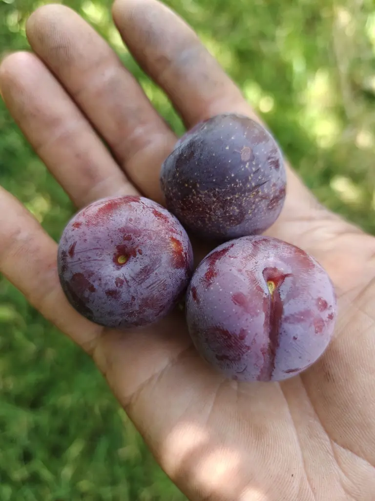 Pruim_Prunus domestica 'Reine-Claude Sanguine de Wismes' (4).webp