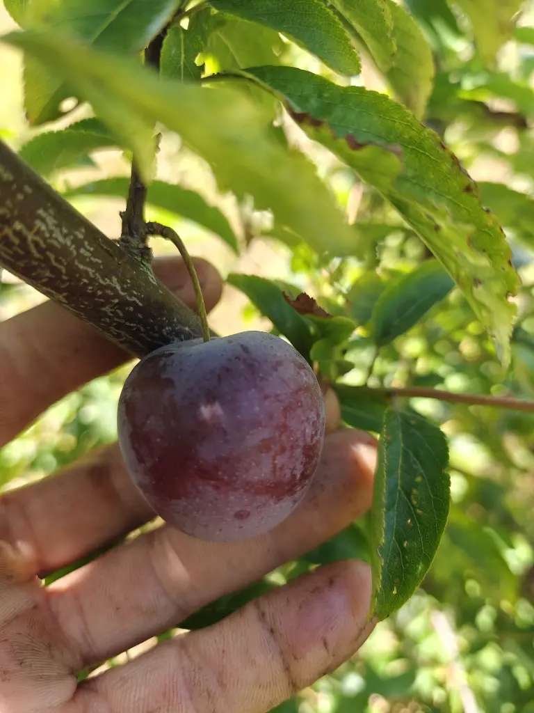 Pruim_Prunus domestica 'Reine-Claude Sanguine de Wismes' (2).webp