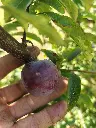 Pruim_Prunus domestica 'Reine-Claude Sanguine de Wismes' (2).webp