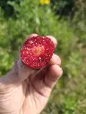 Pruim_Prunus domestica 'Reine-Claude Sanguine de Wismes' (9).webp