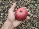 Malus domestica 'Kalvijntje' - Appel