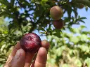 Pruim_Prunus domestica 'Reine-Claude Sanguine de Wismes' (8).webp
