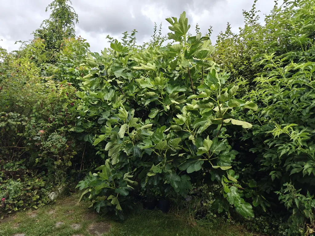 Vijg_Ficus carica 'Eden Project' (7).webp