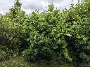 Vijg_Ficus carica 'Eden Project' (7).webp