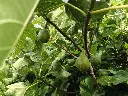 Vijg_Ficus carica 'Eden Project' (8).webp