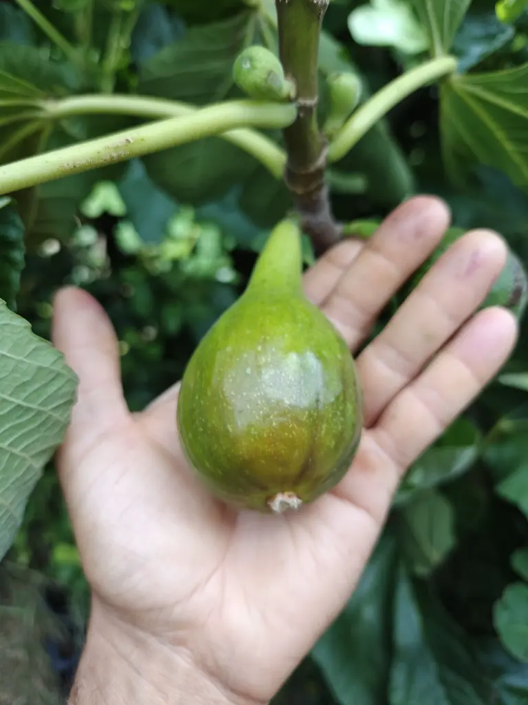 Vijg_Ficus carica 'Eden Project' (5).webp