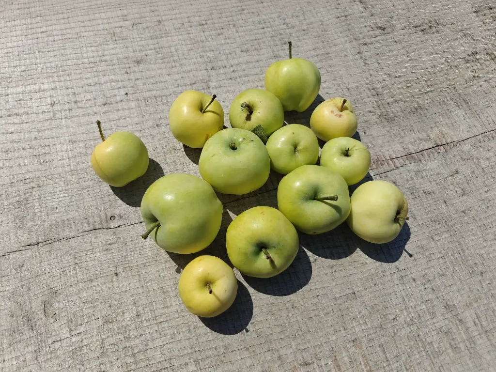 Appel_Malus domestica 'Transparante Blanche' (7) copy.webp