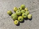 Appel_Malus domestica 'Transparante Blanche' (7) copy.webp