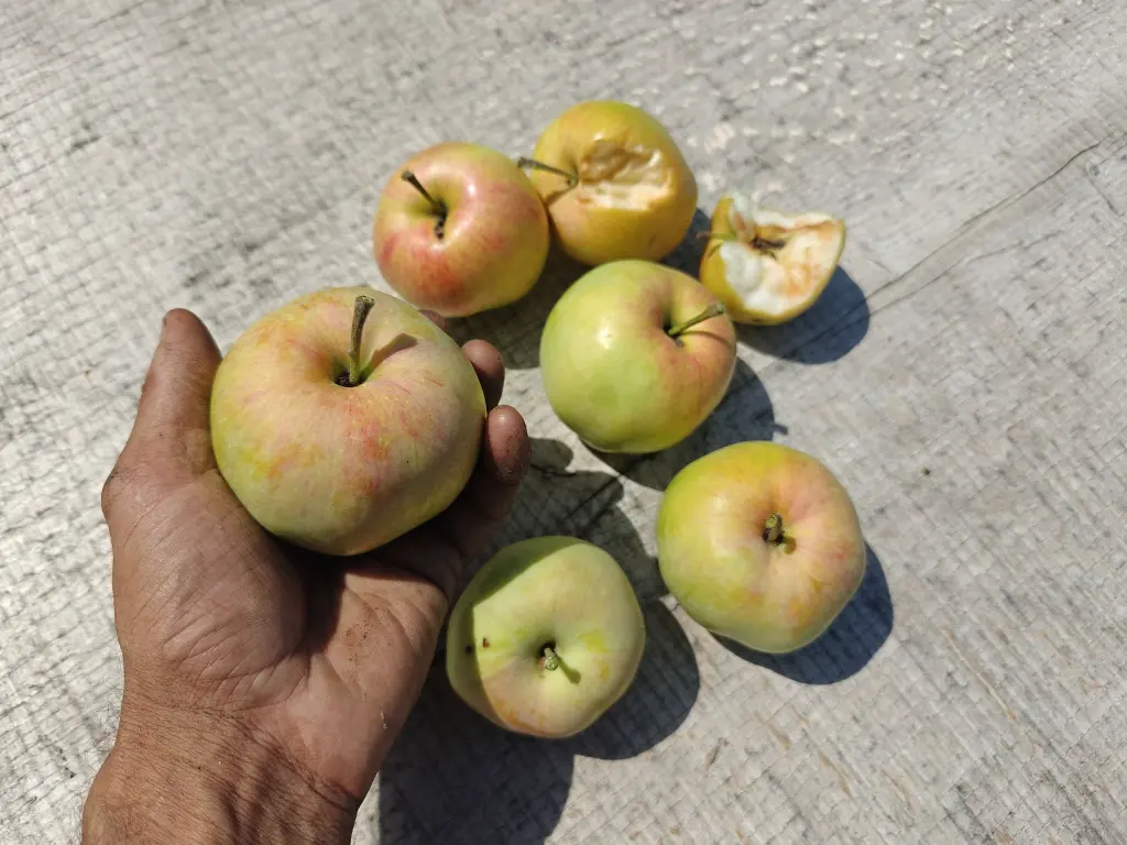 Appel_Malus domestica 'Précoce de Wirwignes' (6).webp