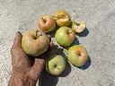 Appel_Malus domestica 'Précoce de Wirwignes' (6).webp