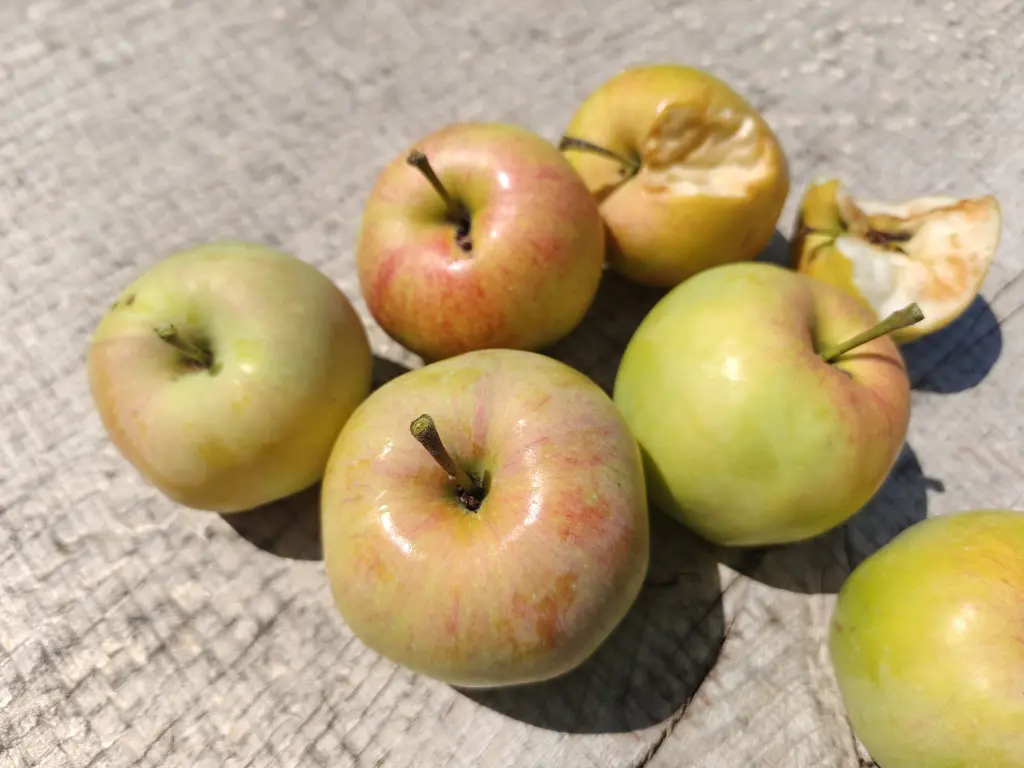 Appel_Malus domestica 'Précoce de Wirwignes' (7).webp