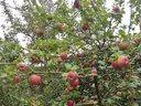 Malus domestica 'Kalvijntje' - Appel