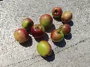 Appel_Malus domestica 'Summerred' (3).webp