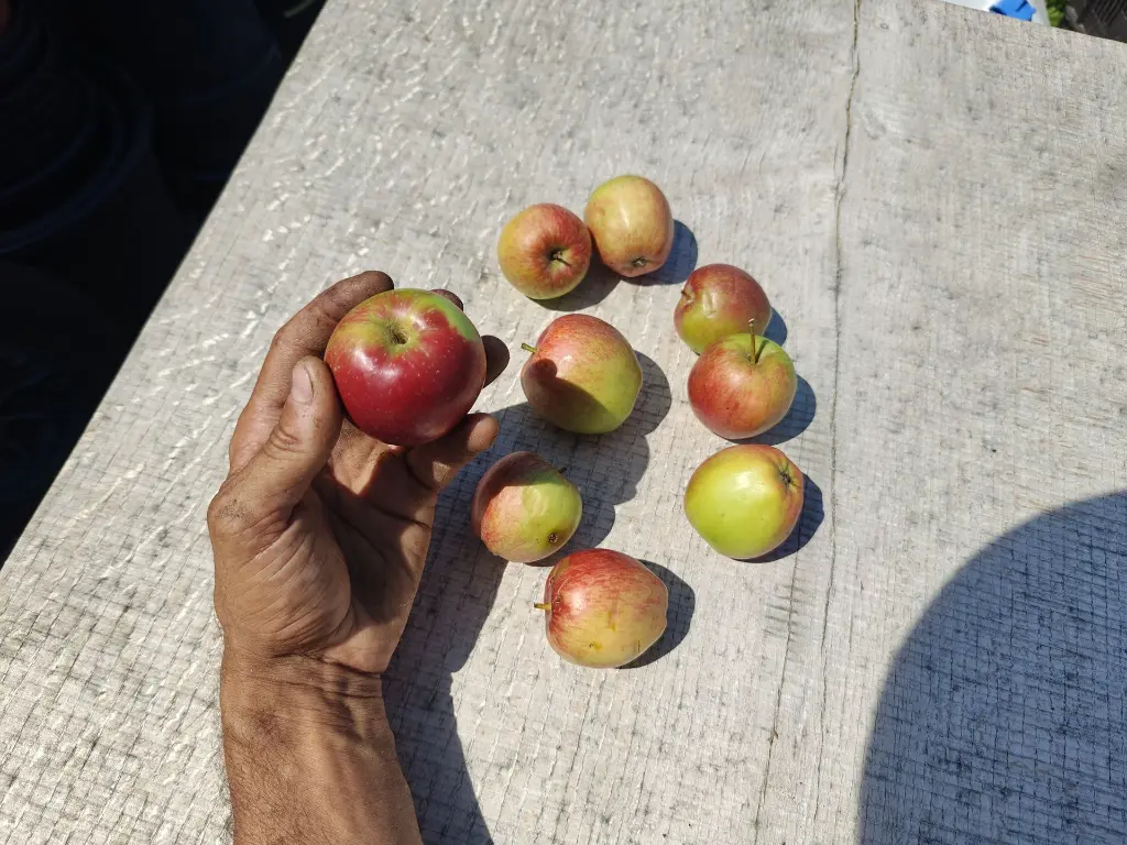 Appel_Malus domestica 'Summerred' (2).webp